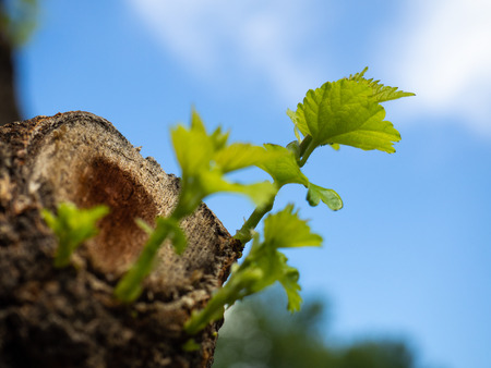 Young tree saplings growing out of the cut branchの写真素材