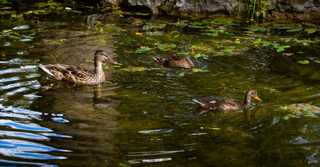Three beautiful ducks swimming and diving in a peaceful pondの写真素材