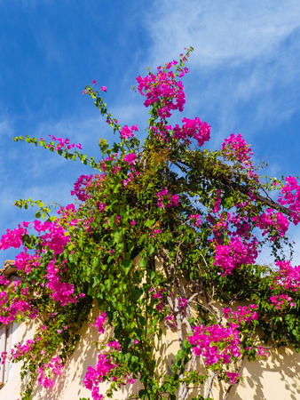 Vibrant beautiful purple flowers growing on the roofの写真素材