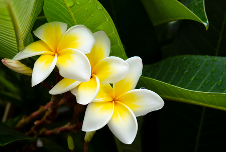 Plumeria flower in the rain - rain drops on the flowerの写真素材