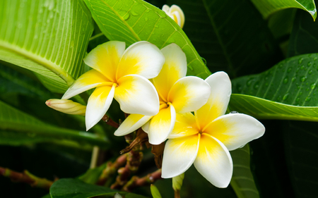 Three beautiful plumeria flowers just after the rainの写真素材