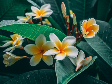 Beautiful white plumeria flowers - raindrops on petalsの写真素材