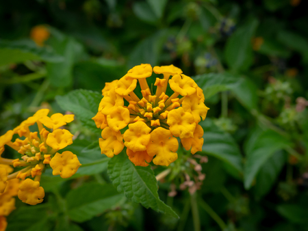 Wild big sage flowers - closeup shotの写真素材