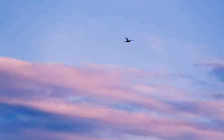 Black wild duck in flight - pink and blue cloudsの写真素材
