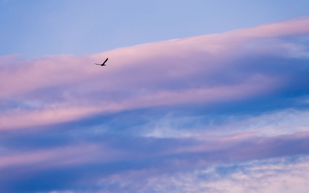 Black wild duck flying - pink and blue clouds in the backgroundの写真素材