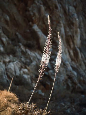 Two tall white foxtail lilly flowers growing near rocky cliffsの写真素材