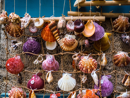 Colorful various sea shells on display - homemade decoration