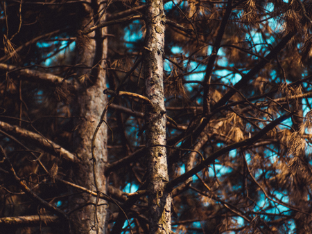 Spruce trees in autumn - evening shot
