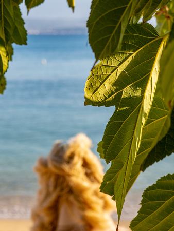 Closeup of beautiful fig leaf with calm beach and sea in the backgroundの写真素材