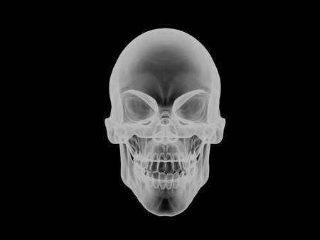 Skull - front view - x ray visual effectの写真素材