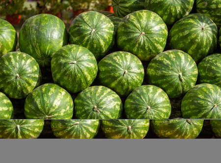 Fresh green watermelons stacked on top of eachotherの写真素材