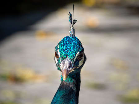 Shiny blue and green peacock - head closeup shotの写真素材