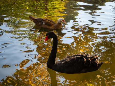 Black swan and a cute white headed duck swimming in a pond  on a cool autumn afternoonの写真素材