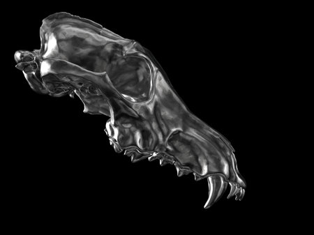 Dark metal wolf skull - upper jaw part only - side viewの写真素材