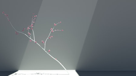 Beautiful white Sakura cherry branch in light gray room that is lit with natural sun light.の写真素材