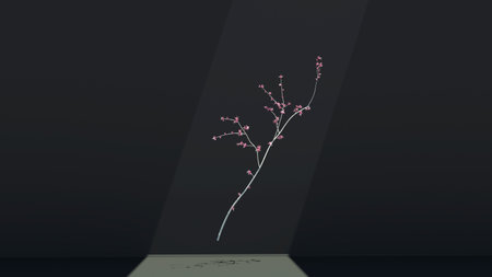 Gentle white Sakura cherry branch floating in the air in dark studio background - sun rayの写真素材