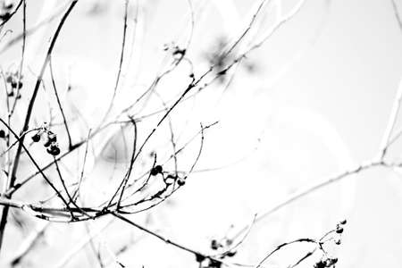 Winter Sparseの写真素材