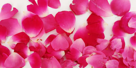 Rose petals stock image