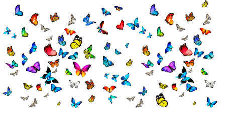 Butterflies On White Backgroundの写真素材