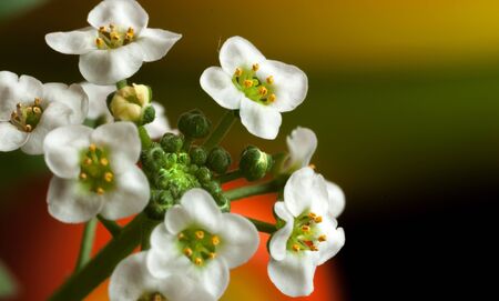white flowers.の写真素材