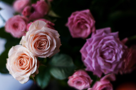 Pink and white roses background.の写真素材