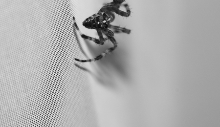 Huge house Spider on the white wall.の写真素材