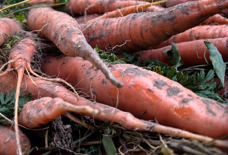 carrots in the garden, close-up.