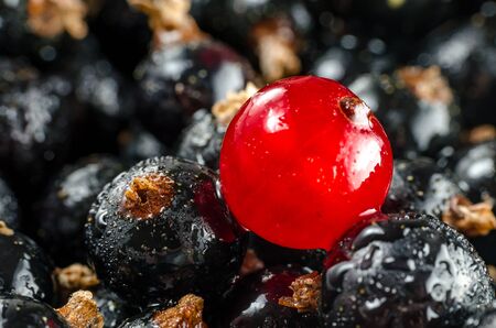 Fresh Red And Black Currant With Drops Of Water. Close-up. Angle View. Macro.の写真素材