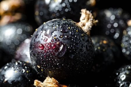 Fresh Black Currant With Drops Of Water. Close-up. Angle View. Macro.の写真素材