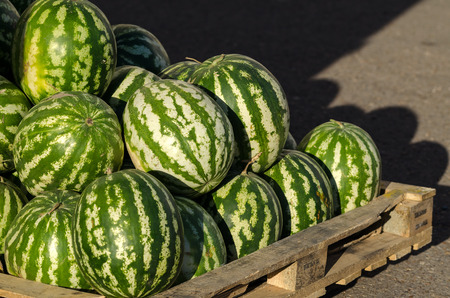 Many Fresh Watermelons On A Wooden Pallet.の写真素材