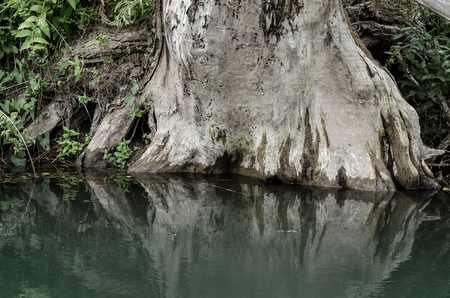 The Roots Of An Old Tree In Water.の写真素材
