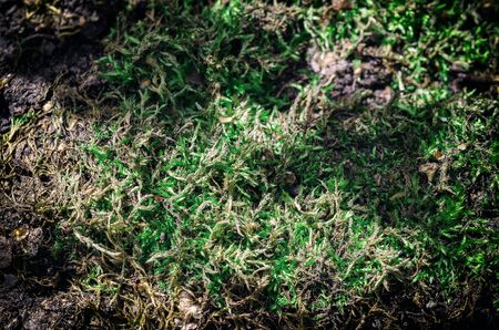 Forest Moss. Close-Up. Macro. Texture, Background Series.の写真素材
