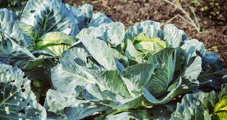 Young Fresh Green Cabbage Head On The Bed. Angle View. Vintage, Grunge Version.の写真素材