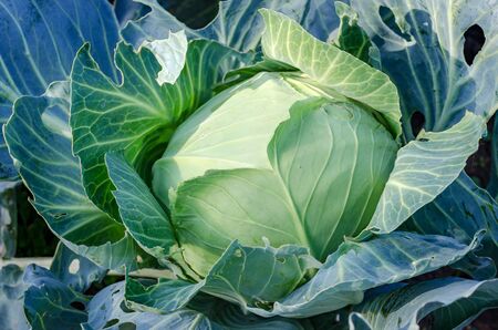 Young Fresh Green Cabbage Head On The Bed. Angle View. Close-Up.の写真素材