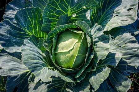 Young Fresh Green Cabbage Head On The Bed. Top View. Close-Up.の写真素材