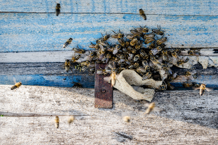 Bees At The Entrance To The Hive Was Removed Wasps. Close-Up. Macro.