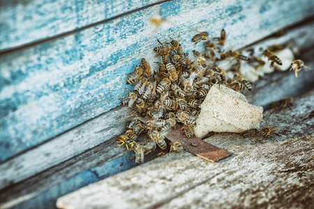 Bees At The Entrance To The Hive Was Removed Wasps. Close-Up. Macro. Deep Of Field. Vintage, Grunge Version.の写真素材