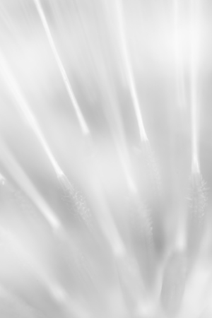 Dandelion. Abstract Background. Black And White Version. Close-Up. Macro. Shallow Depth Of Field.の写真素材