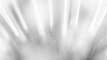 Dandelion. Abstract Background. Black And White Version. Close-Up. Macro. Shallow Depth Of Field.の写真素材