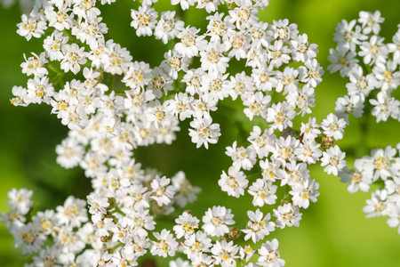 Yarrow Or Scoria Herb (Achillea Millefolium) Is A Perennial Herbaceous Plant. Shallow Depth Of...