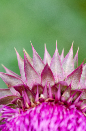 Needles. Herbaceous Plants "Milk Thistle" (Silybum Marianum). Shallow Depth Of Field. Close-Up. Macro.の写真素材