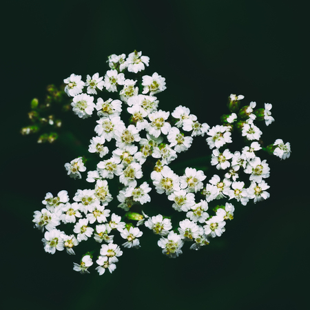 Yarrow Or Scoria Herb (Achillea Millefolium) Is A Perennial Herbaceous Plant. Shallow Depth Of Field. Close-Up. Macro. Vintage Series.の写真素材