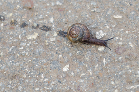 The Snail Crawls Down The Asphalt. Close Up. Macro.の写真素材