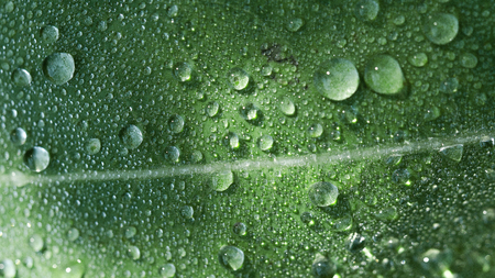 Morning Dew Drops On A Green Leaf. Close-Up. Macro.の写真素材