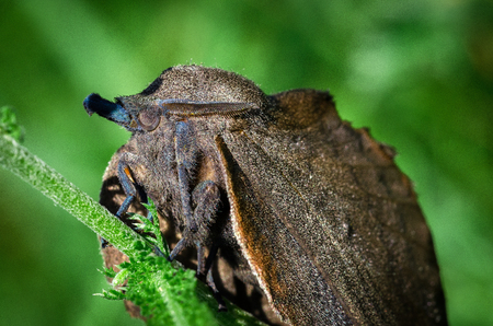 Large Butterfly, Moth Gastropacha Quercifolia, The Lappet Sits On Green Stem. Close-Up. Macro.の写真素材