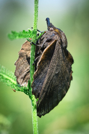 Large Butterfly, Moth Gastropacha Quercifolia, The Lappet Sits On Green Stem. Close-Up. Macro.の写真素材