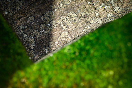 An Old Wooden Board With A Lichen On A Green Background. Shallow Depth Of Field. Close-Up. Macro.の写真素材