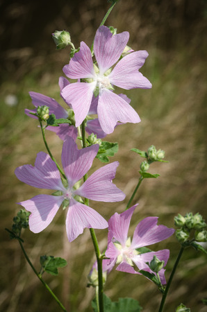 Flower Malva Or Mallow. Herbaceous Plants. Close Up. Macro.の写真素材
