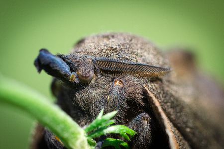 Large Butterfly, Moth Gastropacha Quercifolia, The Lappet Sits On Green Stem. Close-Up. Macro.の写真素材