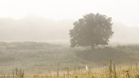 Lonely Tree On The Field In The Fog. Landscape At Dawn.の写真素材